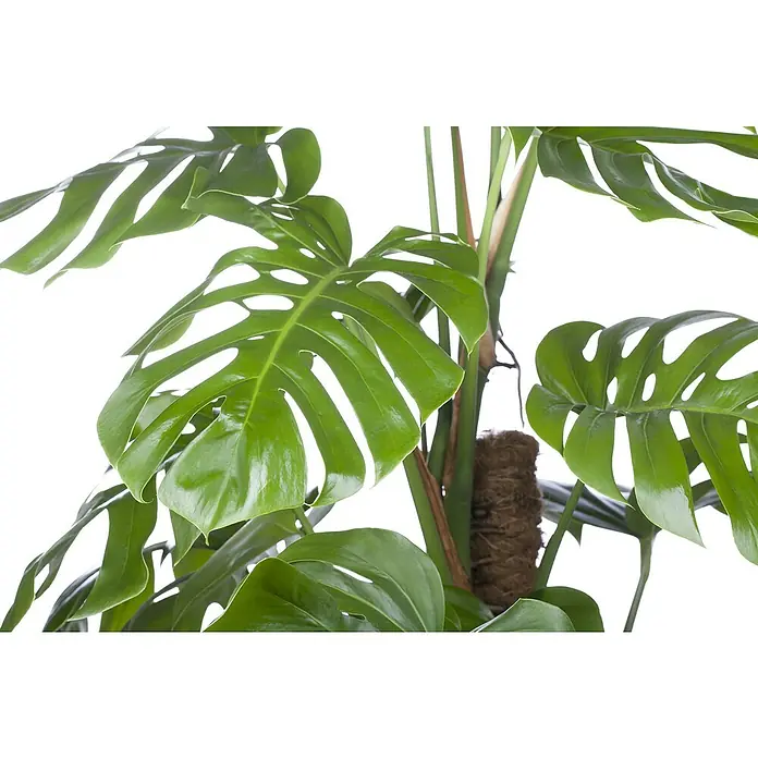 Piardino Fensterblatt mit Moosstab - Monstera pertusum, Topfgröße: 19 cm - Nahaufnahme einer Monstera-Pflanze mit ihren charakteristischen geschlitzten Blättern und einem Moosstab zur Unterstützung des Wachstums.