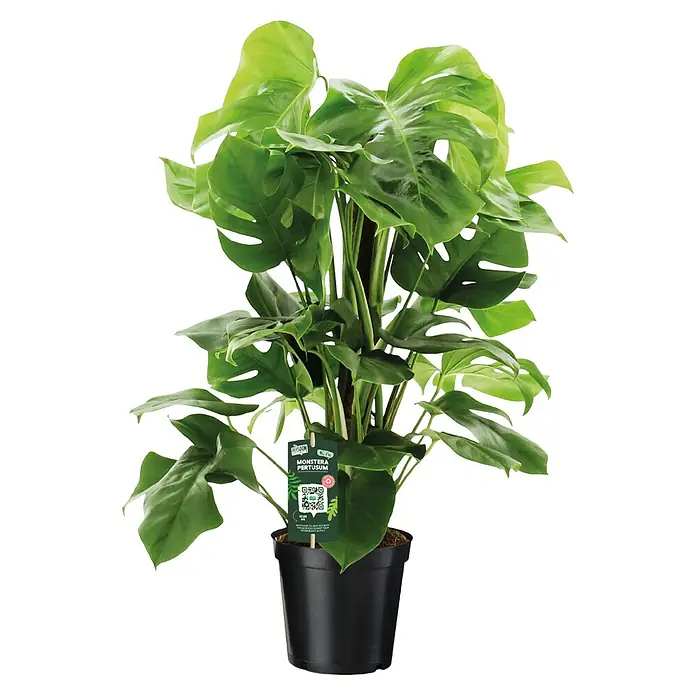 Piardino Fensterblatt mit Moosstab - Monstera pertusum, Topfgröße: 19 cm - Monstera Pertusum Zimmerpflanze im schwarzen Topf. Die Pflanze hat große, grüne Blätter mit charakteristischen Einschnitten.