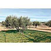 Manta de recogida para olivas (Verde, 8 x 4 m) | BAUHAUS