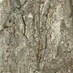 Wandpaneel SPC Grigio Imperiale 