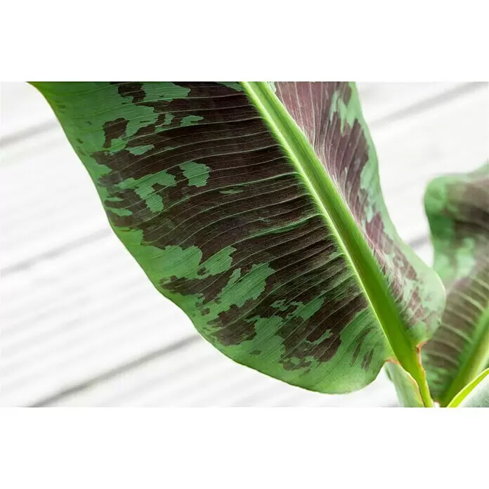 Piardino Bananenstaude - Musa banana in Sorten, 12 cm - Detailaufnahme