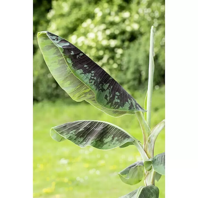 Piardino Bananenstaude - Musa banana in Sorten, 12 cm - Detailaufnahme