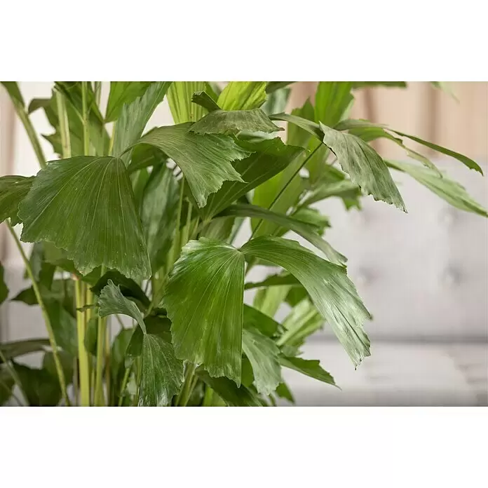 Piardino Fischschwanzpalme - Caryota mitis, Topfgröße: 24 cm - Detailaufnahme