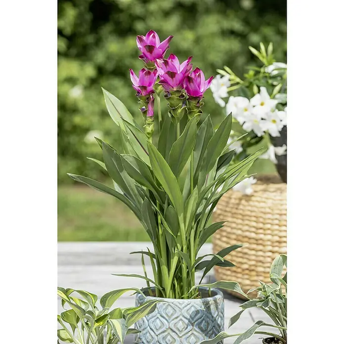 Piardino Safranwurz - Curcuma alismatifolia, Topfgröße: 17 cm - Die Kurkuma-Pflanze mit ihren pinkfarbenen Blüten sticht in einem verzierten Topf hervor, umgeben von Grünpflanzen und einem gewebten Korb im Hintergrund.