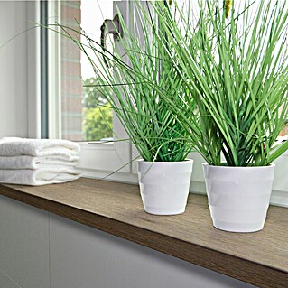 Vensterbank Eternal Oak (l x b x h: 2.900 x 300 x 36 mm, Eternal Oak)
