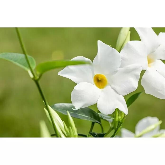 Piardino Dipladenia Summerstar Ampel - Dipladenia sanderi, Topfgröße: 27 cm - Nahaufnahme von weißen Blüten mit gelben Zentren und grünen Blättern.