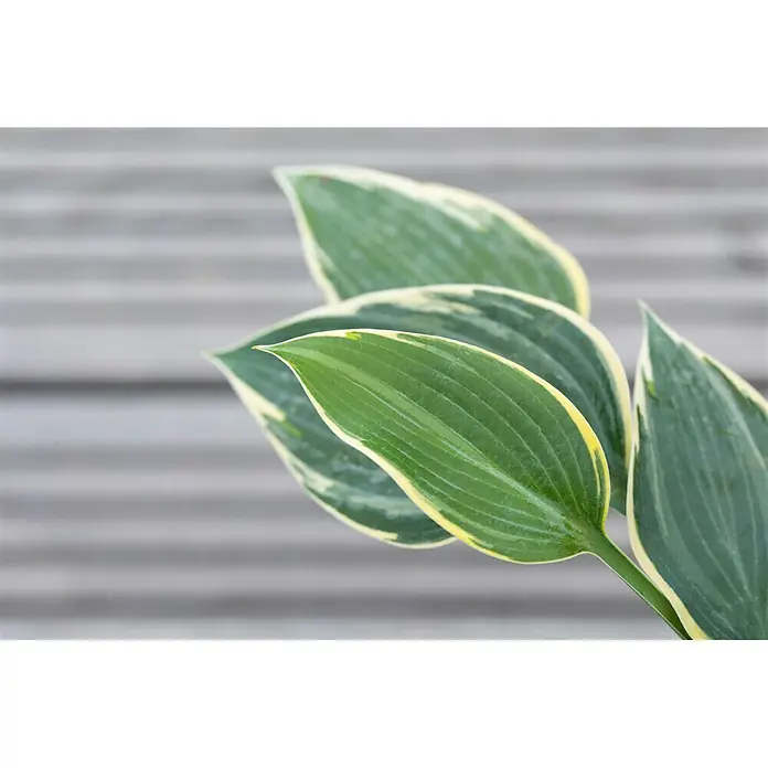 Piardino Funkie - Hosta, Topfgröße: 13 cm, Blütenfarbe: Lila - Nahaufnahme von Hosta-Blättern mit gelb-grün gestreiften Rändern. Die Blätter bilden einen dekorativen Kontrast zum Hintergrund.