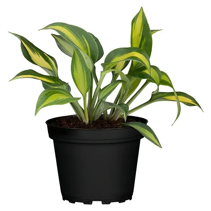 epipremnum pinnatum marble variegata pflege Epipremnum pinnatum 'Marble Variegata' Mittelgroß main image 0