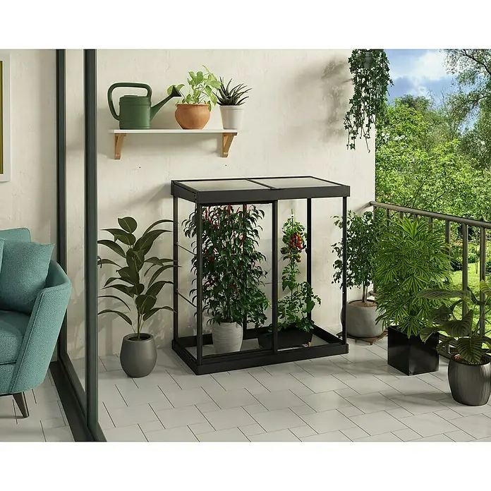 Palram – Canopia Invernadero Mini Ivy - Medidas ext. (An x Pr): 123 x 64 cm, 0,7 mm, Negro - Un mini invernadero metálico con plantas se sitúa en un balcón, al lado de plantas en macetas y una regadera en un estante.