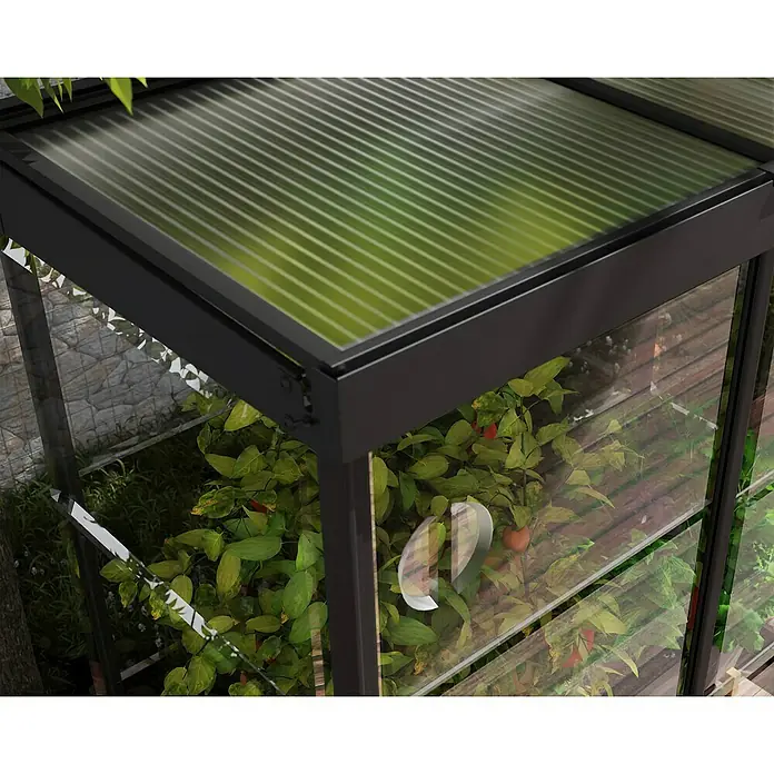 Palram – Canopia Invernadero Mini Ivy - Medidas ext. (An x Pr): 123 x 64 cm, 0,7 mm, Negro - Primer plano de un invernadero con techo transparente y plantas exuberantes en el interior. El invernadero ofrece una protección óptima y condiciones de crecimiento ideales.