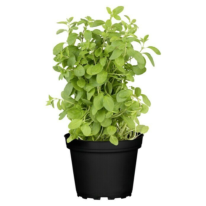 Origanum majorana 12BIO