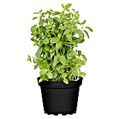 Origanum majorana 12BIO