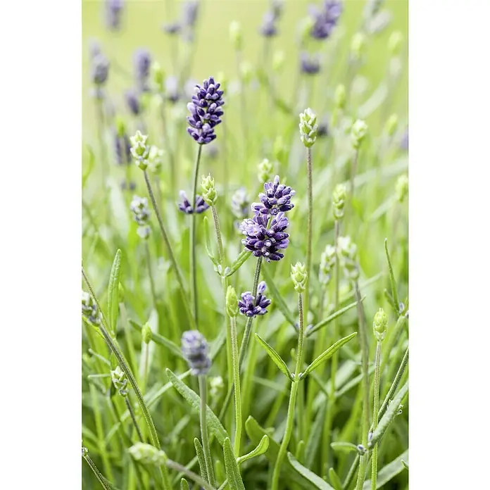 Piardino Lavendel - Lavandula angustifolia, Topfgröße: 23 cm, Violett - Nahaufnahme von duftenden Lavendelblüten mit grünen Stielen und Blättern vor unscharfem, hellem Hintergrund.