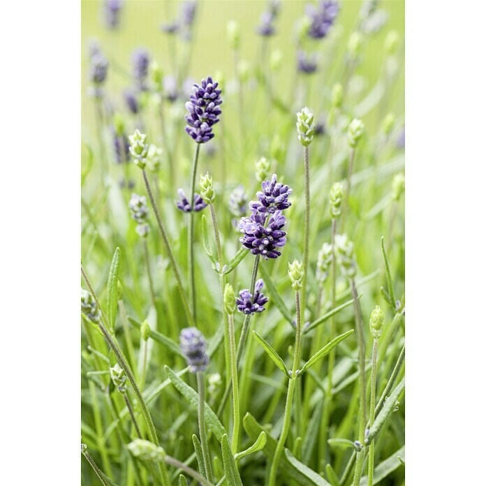 Piardino LavendelLavandula angustifolia, Topfgröße: 23 cm, Violett Detail Shot