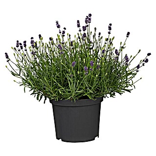 Piardino Lavendel (Lavandula angustifolia, Topfgröße: 23 cm, Violett)