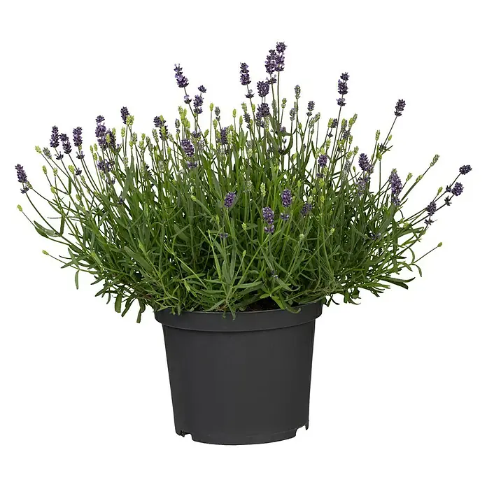 Piardino Lavendel - Lavandula angustifolia, Topfgröße: 23 cm, Violett - Ein Topf Lavendel, dessen violette Blüten einen schönen Kontrast zum grauen Topf bilden. Die Pflanze ist buschig und gesund.