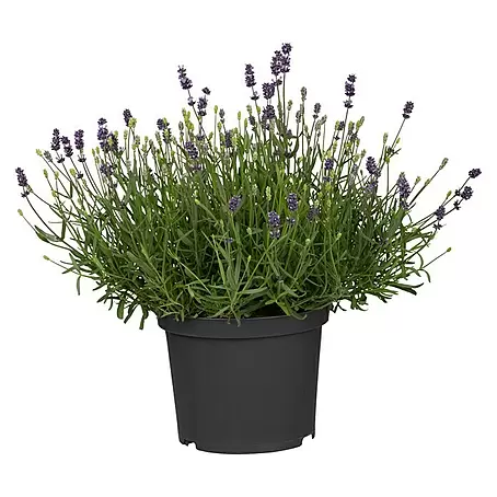 Piardino  Lavendel