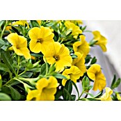 Calibrachoa - Hybriden 13 gelb