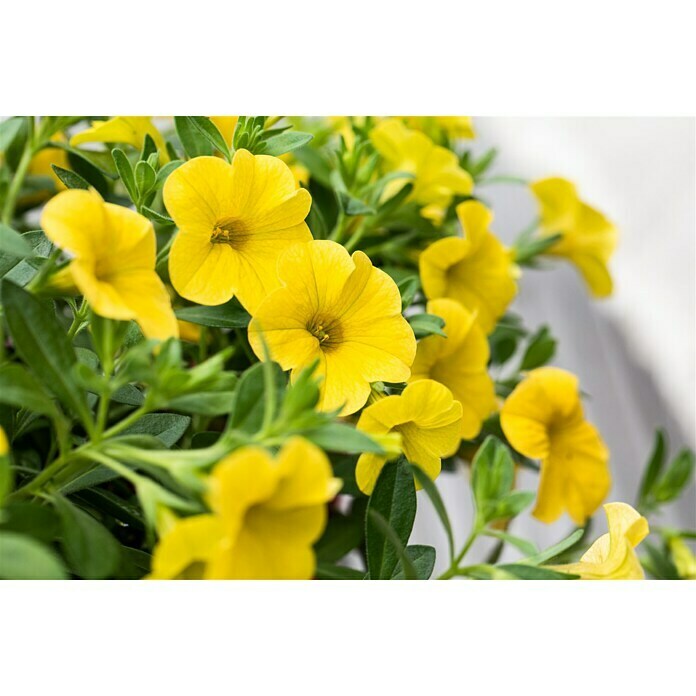 Piardino ZauberglöckchenCalibrachoa Hybride, Gelb Detail Shot