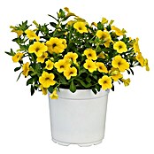 Calibrachoa - Hybriden 13 gelb