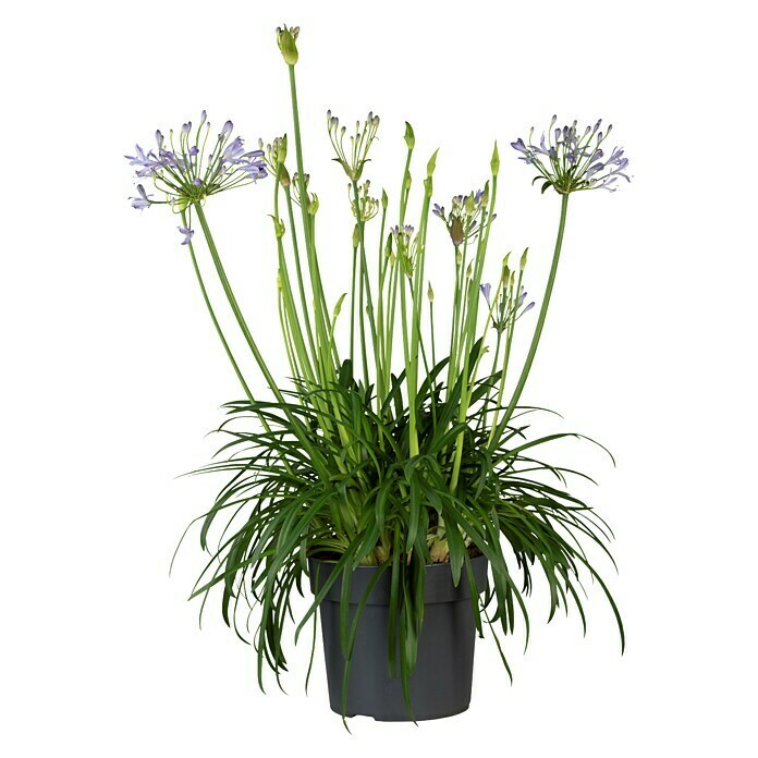 Agapanthus africanus25 Atlantic Ocean