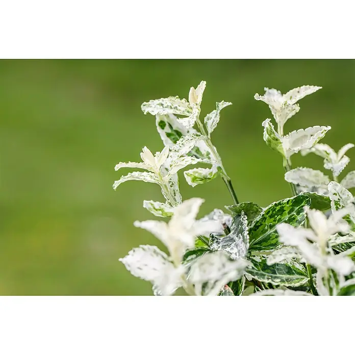 Piardino Spindelstrauch - Euonymus fortunei 'Harlequin', Weißbunt - Nahaufnahme einer Euonymus fortunei 'Emerald Gaiety', einer immergrünen Pflanze mit grün-weiß panaschierten Blättern, im Garten.