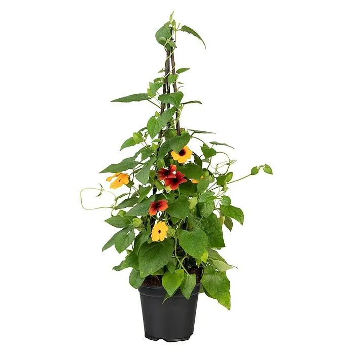 Piardino Schwarzäugige Susanne - Thunbergia alata, Pyramide, Blütenfarbe: Mehrfarbig - Schwarzäugige Susanne in einem schwarzen Topf mit gelben und roten Blüten, die an einem Spalier hochklettern.