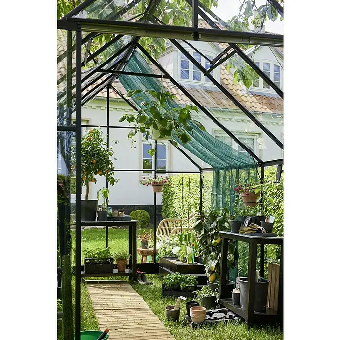 Halls Gewächshaus Qube 812 - Außenmaß inkl. Dachüberstand (B x T): 261 x 385 cm, 3 mm, Schwarz - Ein Gewächshaus mit Pflanzen wie Zitrusbäumen und Erdbeeren in Töpfen und auf Tischen.