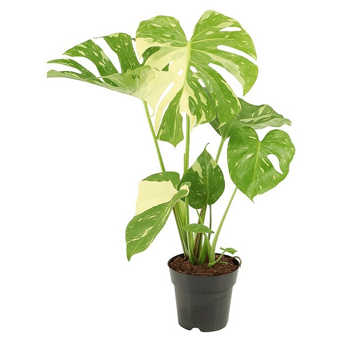 Piardino Fensterblatt Thai Constellation (Monstera deliciosa Thai Constellation, Topfgröße: 15 cm) | BAUHAUS