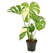 Piardino Fensterblatt Thai Constellation (Monstera deliciosa Thai Constellation, Topfgröße: 15 cm) | BAUHAUS
