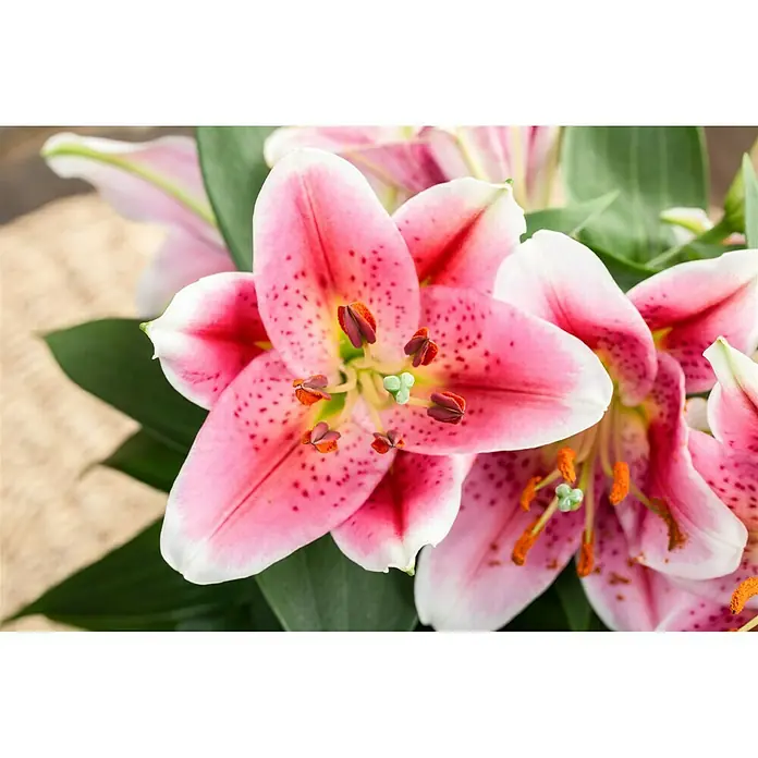 Piardino Lilie - Lilium Hybride, Weiß/Rosa/Rot - Nahaufnahme von rosafarbenen Lilien mit weißen Rändern und dunklen Punkten.