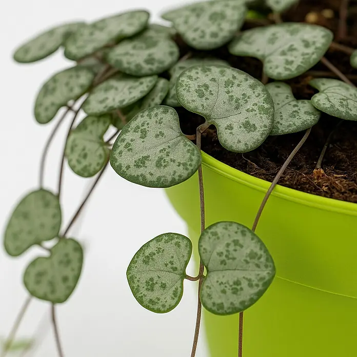 Piardino Leuchterblume - Ceropegia woodii, Topfgröße: 12 cm - Nahaufnahme einer Drahtseilpflanze (Ceropegia woodii) in einem hellgrünen Topf, deren herzförmige Blätter zart gesprenkelt sind.