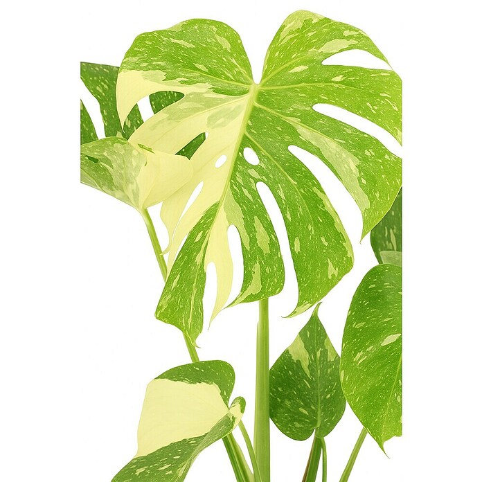 Piardino Fensterblatt Thai Constellation (Monstera deliciosa Thai Constellation, Topfgröße: 15 cm) | BAUHAUS
