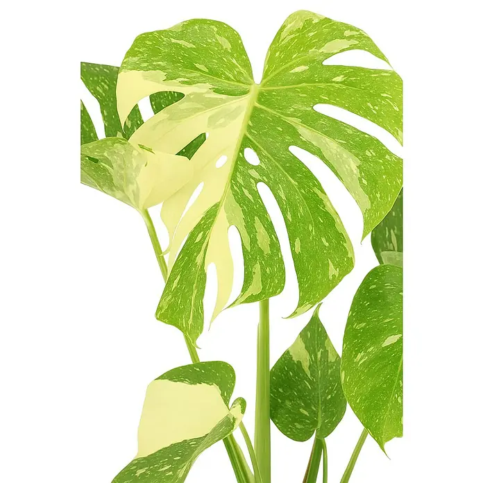 Piardino Fensterblatt Thai Constellation - Monstera deliciosa Thai Constellation, Topfgröße: 17 cm - Nahaufnahme einer Monstera Deliciosa 'Thai Constellation', die ihre einzigartigen, cremefarbenen Sprenkel auf grünen Blättern zeigt.