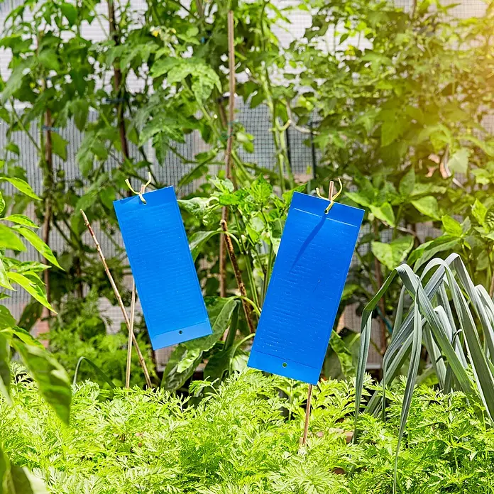 Windhager Klebefalle mit Aufhänger - Blau, 10 Stk. - Zwei blaue Insektenfallen hängen in einem Garten voller Gemüse. Die Fallen sind hellblau und wirken wie Klebefallen für Schädlinge.