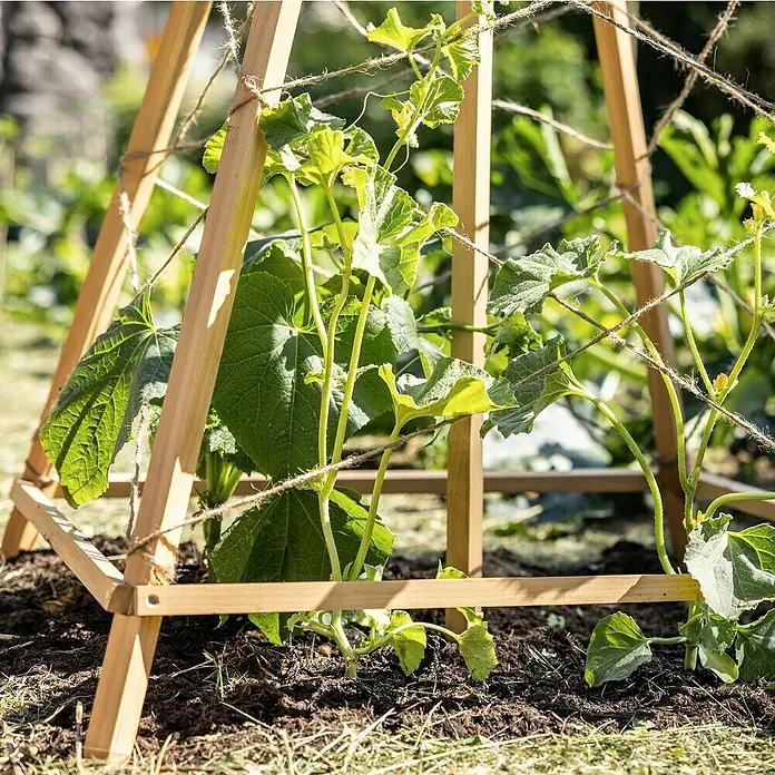 Windhager Rankhilfe Tipi - L x B x H: 75 x 75 x 145 cm, Holz - Nahaufnahme einer Gurkenpflanze, die an einem Holzspalier mit Juteschnur befestigt ist. Ideal für den Gartenanbau auf kleinem Raum.