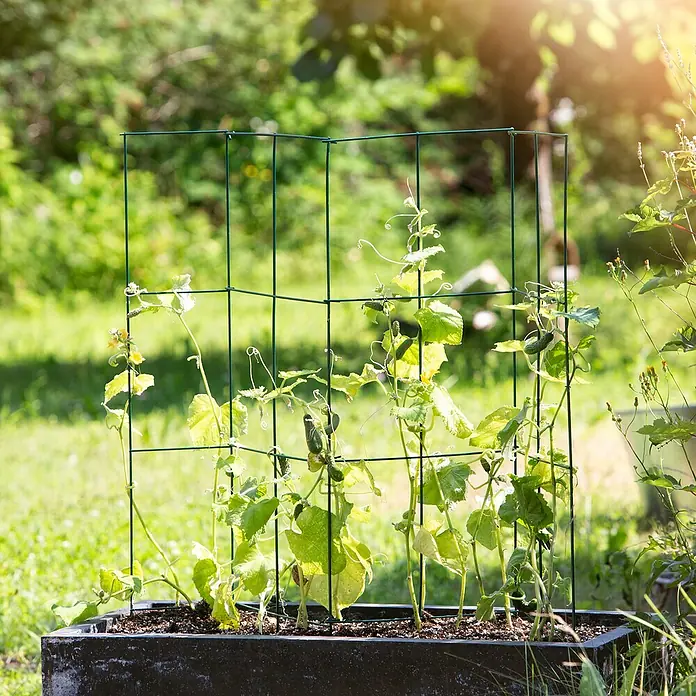 Windhager Rankhilfe Tomaten-Turm - L x B x H: 118 x 35 x 35 cm, Dunkelgrün - Nahaufnahme eines grünen, quadratischen Pflanzenstützgitter mit wachsenden Gurkenpflanzen in einem schwarzen Pflanzgefäß im Garten.
