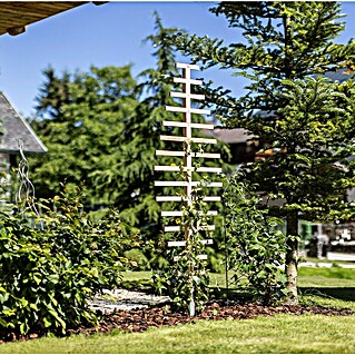 Rankhilfe (B x H: 60 x 180 cm, Holz, Braun)