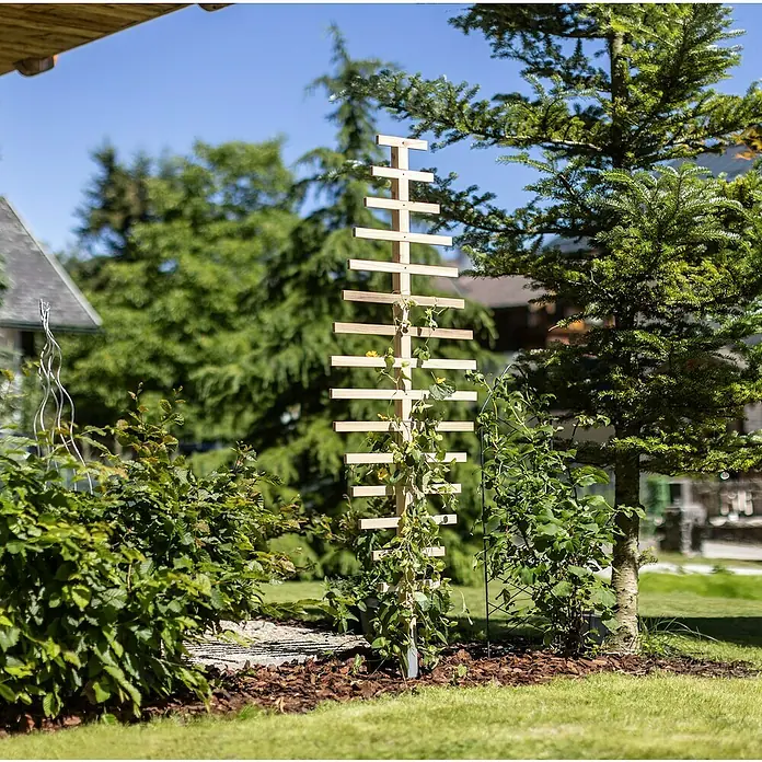 Rankhilfe - B x H: 60 x 180 cm, Holz, Braun - Garten mit einer hölzernen Kletterhilfe, die von einer Pflanze umrankt ist, ideal für das Wachsen von Kletterpflanzen im Außenbereich.