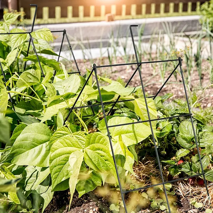 Windhager Rankhilfe klappbar - B x H: 30 x 100 cm, Grün - Pflanzgefäß aus schwarzem Metalldraht im Garten, der Pflanzen stützt und ihnen hilft, sich zu entwickeln. Ideal für Kletterpflanzen.