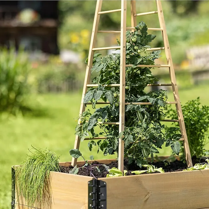 Windhager Rankhilfe Pyramide - L x B x H: 50 x 50 x 145 cm, Holz - Hochbeet aus Holz mit Tomatenpflanze an einer Rankhilfe, umgeben von verschiedenen Kräutern im Garten.