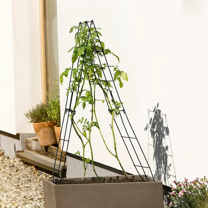 Windhager Rankhilfe klappbar - B x H: 30 x 100 cm, Grün - Tomatenpflanze wächst an einem modernen, pyramidenförmigen Pflanzenstützgitter in einem Pflanzgefäß vor einer weißen Wand.