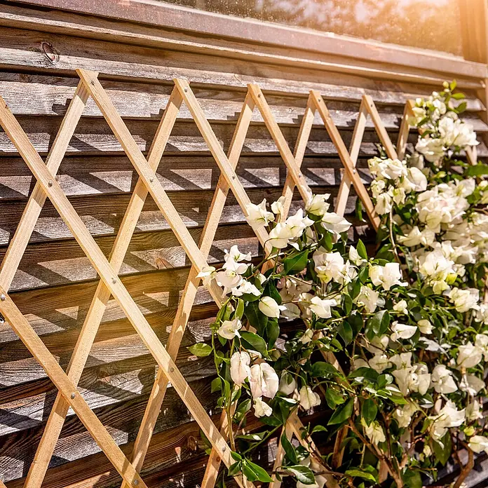 Windhager Faltspalier - B x H: 180 x 60 cm, Holz, Natur - Eine Nahaufnahme einer Holzspalierwand mit üppigen weißen Blüten, die sich daran hochranken, an einer rustikalen Holzwand befestigt.