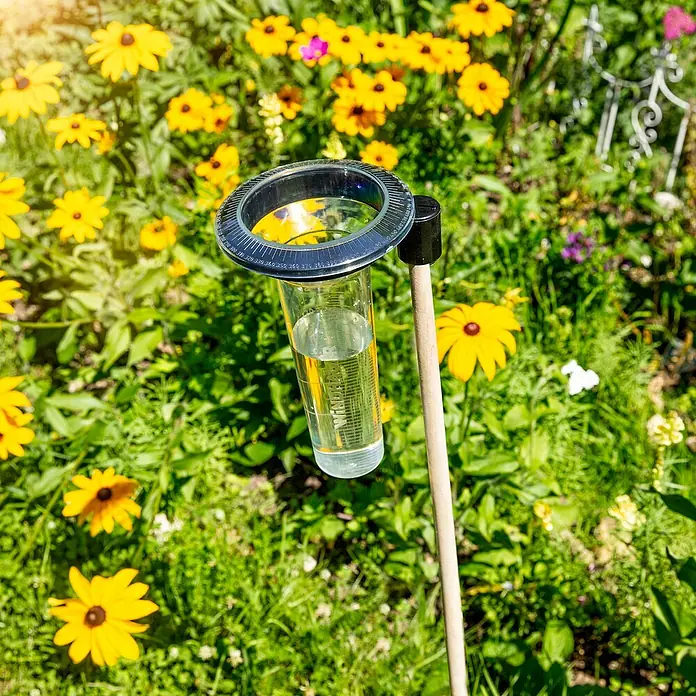 Windhager Regenmesser Memory - L x B x H: 15,8 x 14 x 24,3 cm, Transparent - Nahaufnahme eines Regenmessers, der in einem Garten mit gelben Blumen steht und mit Wasser gefüllt ist.