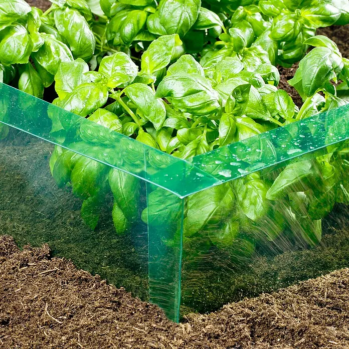 Windhager Schneckenband - L x H: 8 m x 20 cm, Kunststoff, Grün/Transparent - Nahaufnahme eines Anzuchtkastens mit frischem Basilikum, der Schutz und optimale Wachstumsbedingungen bietet.