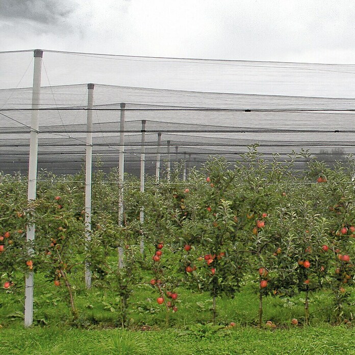 Windhager Hagelschutz-Netz (L x B: 5 x 4 m, Grün)
