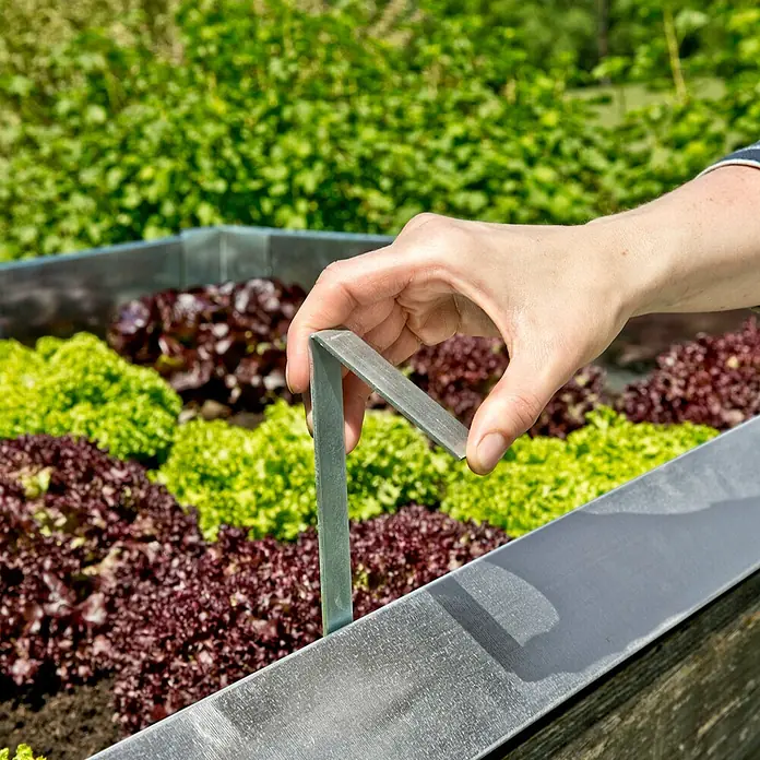 Windhager Schneckenblech Befestigungsklammer - Stahl, Höhe: 45 cm - Hand hält einen silbernen Rasenkantenverbinder über einem Gemüsebeet, das mit grünem und rotem Salat bepflanzt ist.