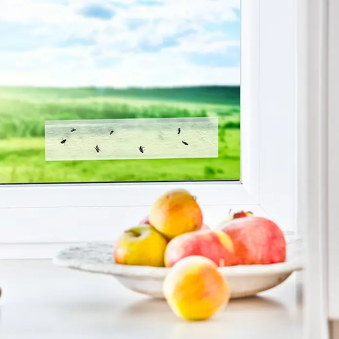 Windhager Fliegenfalle Fenster - 4 Stk. - Fenster mit einem Fliegenfängerstreifen, an dem mehrere Fliegen kleben, und einer Schale mit frischem Obst im Vordergrund.
