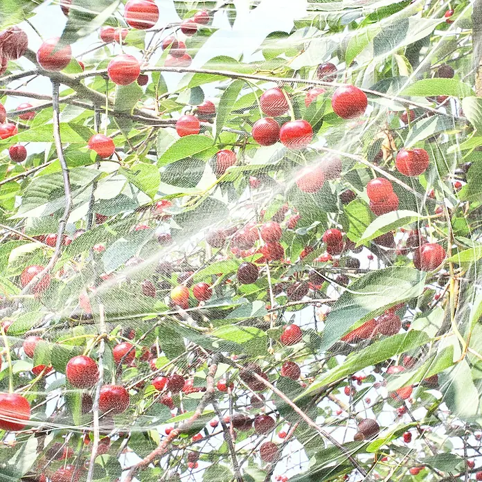 Windhager Insektenschutz-Netz Kirschessigfliege - L x B: 5 x 4 m, Weiß - Aufnahme von Kirschen an den Ästen. Die saftigen roten Früchte hängen zwischen grünen Blättern und lassen auf eine reiche Ernte hoffen.
