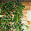 Windhager Faltspalier (B x H: 180 x 60 cm, Holz, Natur)
